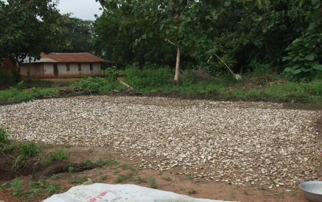 Cassava chips drying, Benin