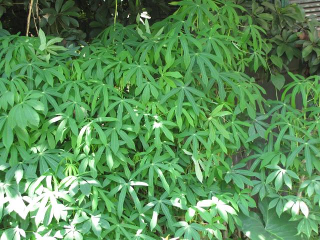 Cassava leaves, North Vietnam