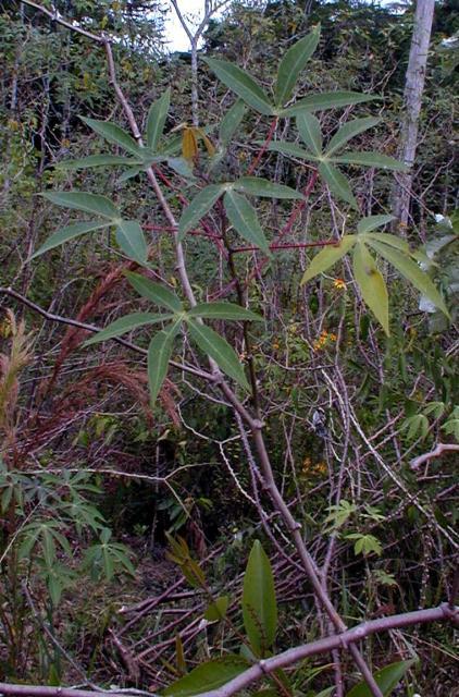 Cassava plant in a slash-and-burn cultivation system. French Guyana.