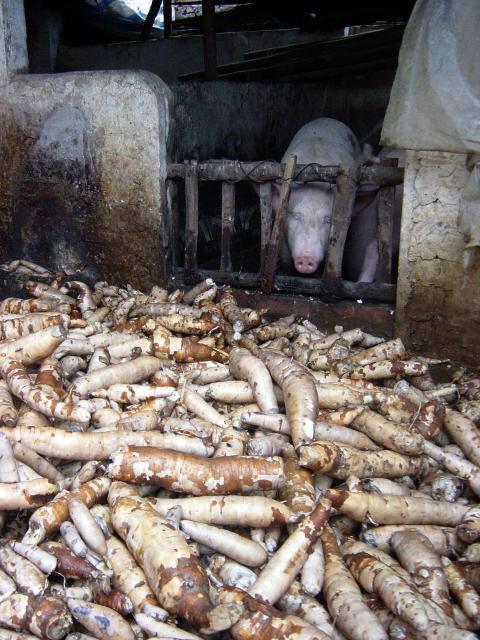 Cassava roots, Vietnam