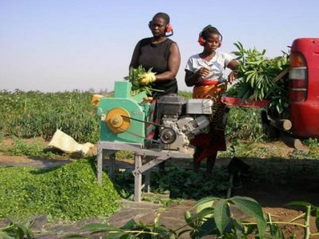 Cassava roots and leaves grinding for silage