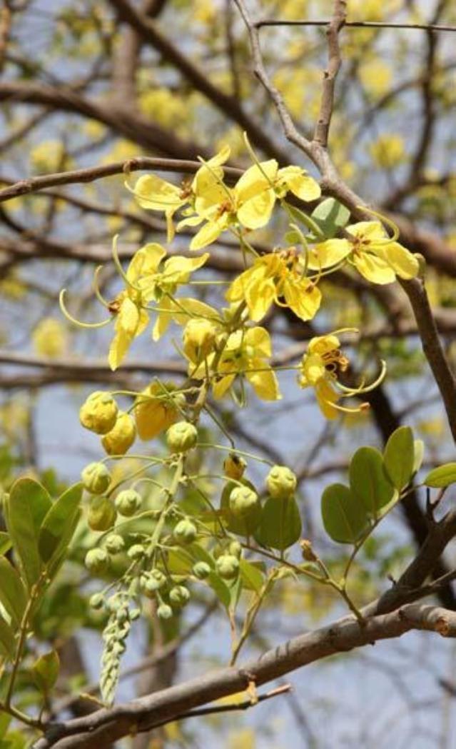 African laburnum (Cassia sieberiana) flowers