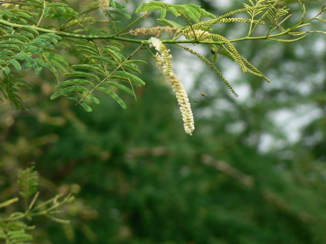 Black cutch (Acacia catechu), flowers