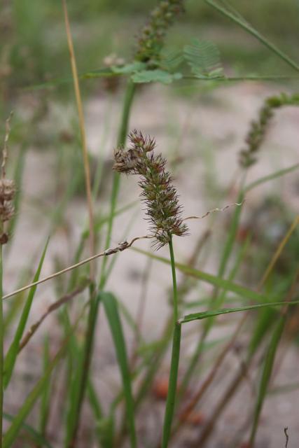 Indian sandbur (Cenchrus biflorus)
