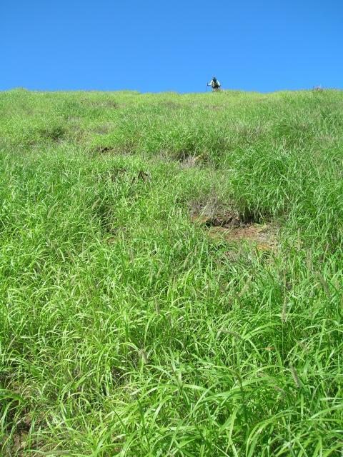 Buffel grass (Cenchrus ciliaris)