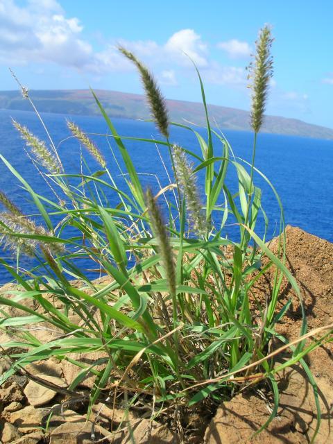 Buffel grass (Cenchrus ciliaris)