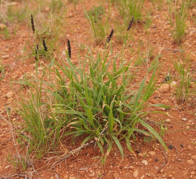 Birdwood grass (Cenchrus setiger), habit, Australia