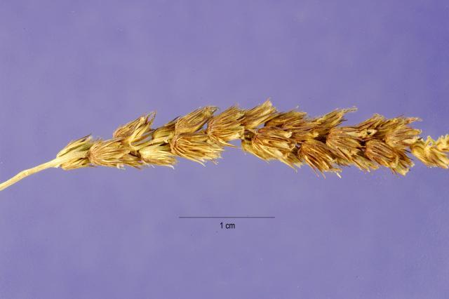 Birdwood grass (Cenchrus setiger) spike