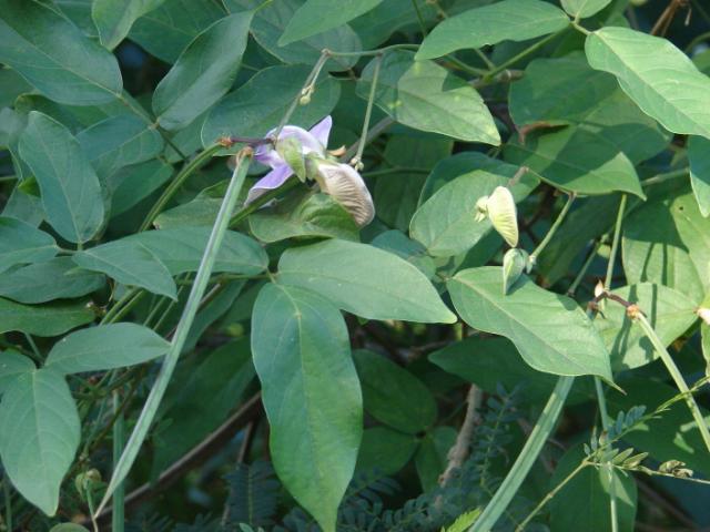 Centro leaves, flowers and pods, Maui