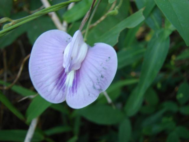 Centro flower, Maui