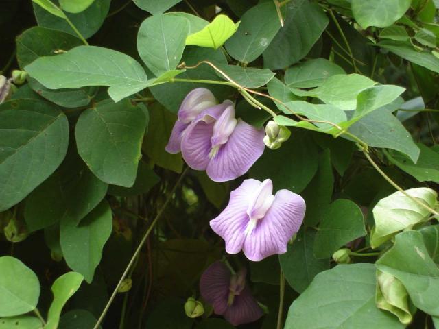 Centro (Centrosema molle), flowers and leaves, Tonga