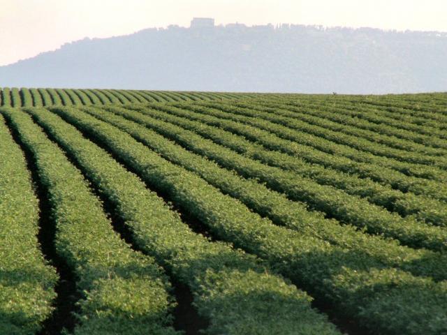 Chickpea (Cicer arietinum) field