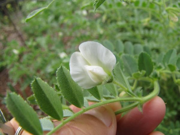 Chickpea (Cicer arietinum) flower