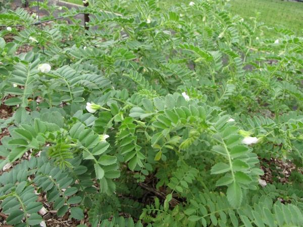 Chickpea (Cicer arietinum) flowering