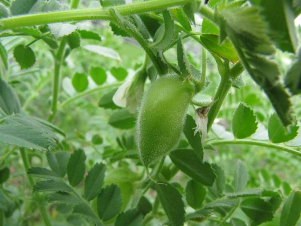 Chickpea (Cicer arietinum) pod and leaves, Maui, Hawaii