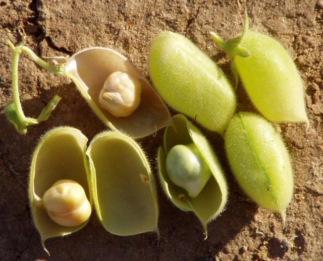 Chickpea (Cicer arietinum) pods and seeds