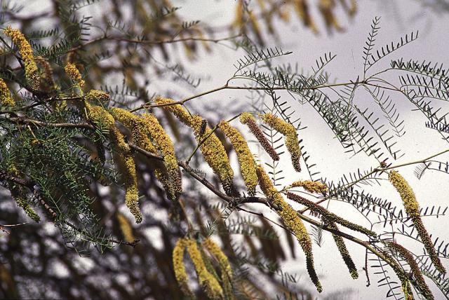 Chilean mesquite (Prosopis chilensis)