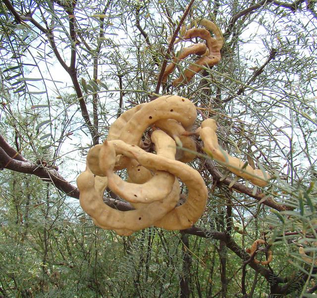 Chilean mesquite (Prosopis chilensis), pods, Argentina