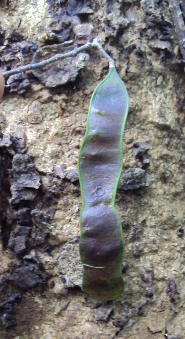 Chinese albizia (Albizia chinensis), pod