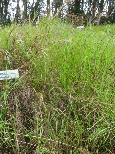 Rhodes grass (Chloris gayana), habit, Hawaii