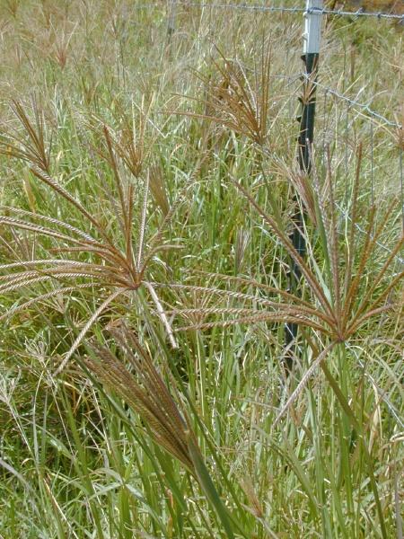 Rhodes grass (Chloris gayana), seed heads, Hawaii