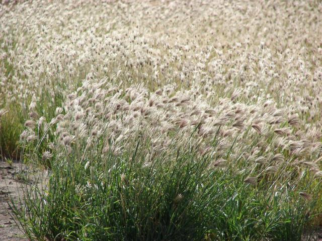 Blackseed grass (Chloris virgata) stand