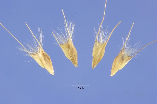 Blackseed grass (Chloris virgata) seeds