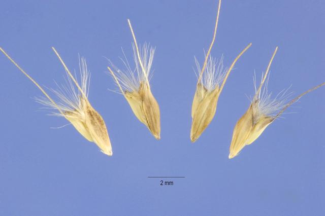 Blackseed grass (Chloris virgata) seeds
