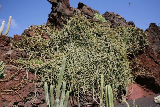 Cissus (Cissus quadrangularis) habit, Lanzarote, Canary Islands, Spain