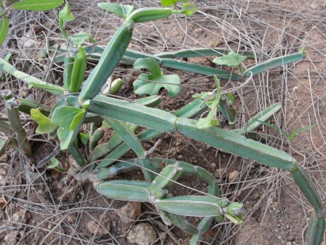 Cissus (Cissus quadrangularis)