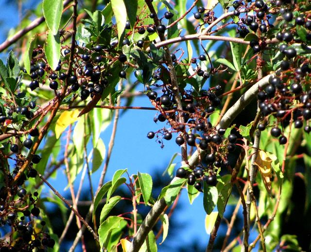 Cissus (Cissus striata), fruits (grapes)