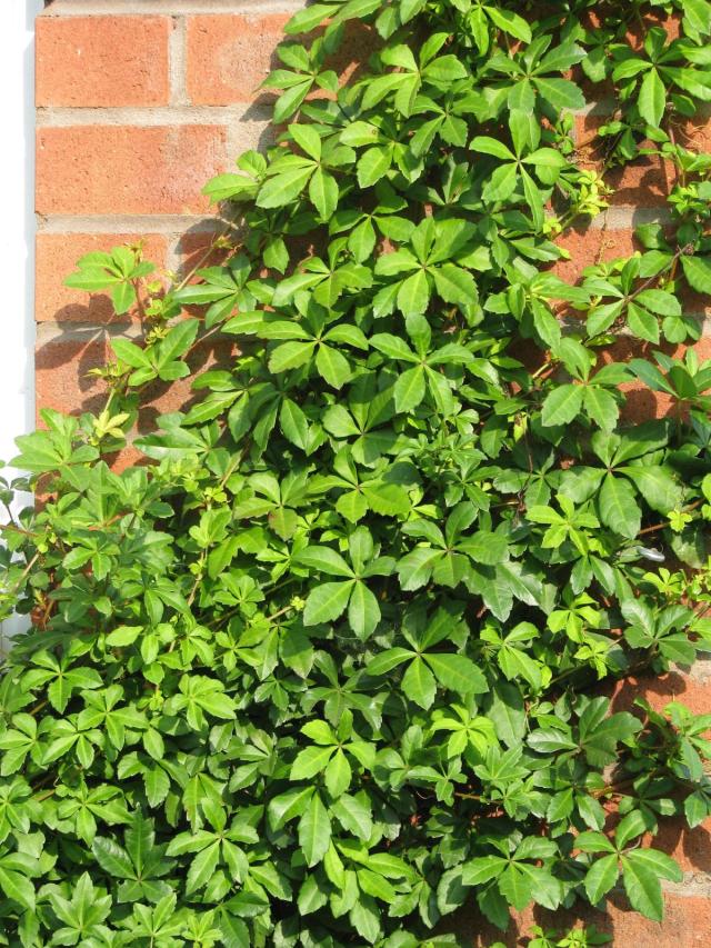 Cissus (Cissus striata) habit, Brighton, UK