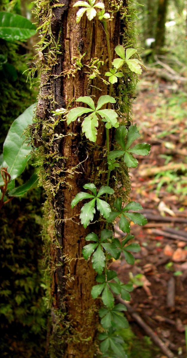 Cissus (Cissus striata), stems and leaves