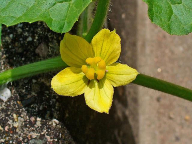 Colocynth (Citrullus colocynthis) flower