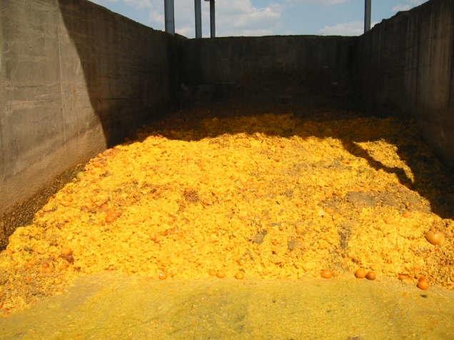 Citrus pulp, fresh, Costa Rica