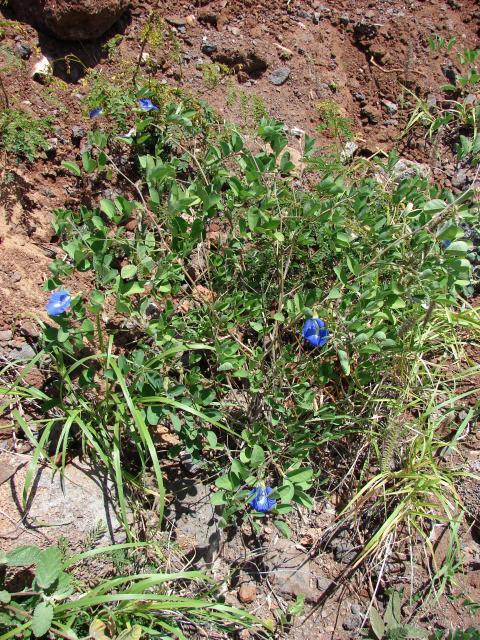 Butterfly pea (Clitoria ternatea)