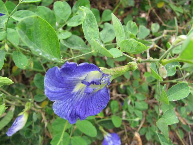 Butterfly pea (Clitoria ternatea)