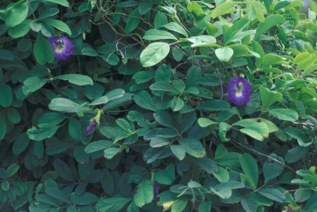 Butterfly pea (Clitoria ternatea)