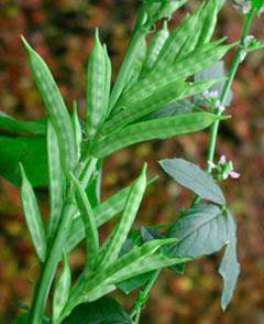 Guar pods