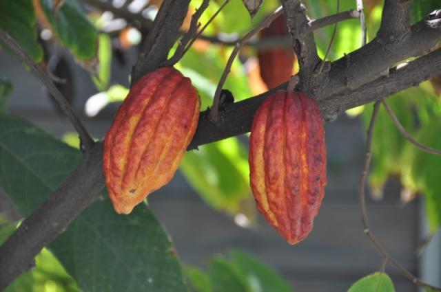 Cocoa pods on the tree.