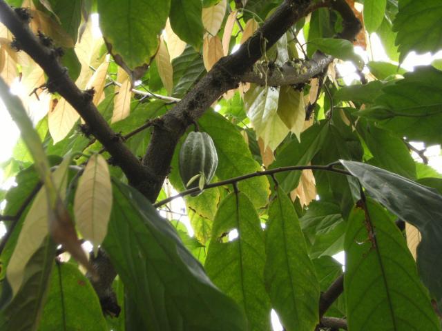 Cocoa (Theobroma cacao 'Amelonado'), leaves and pod, Kew Gardens, London