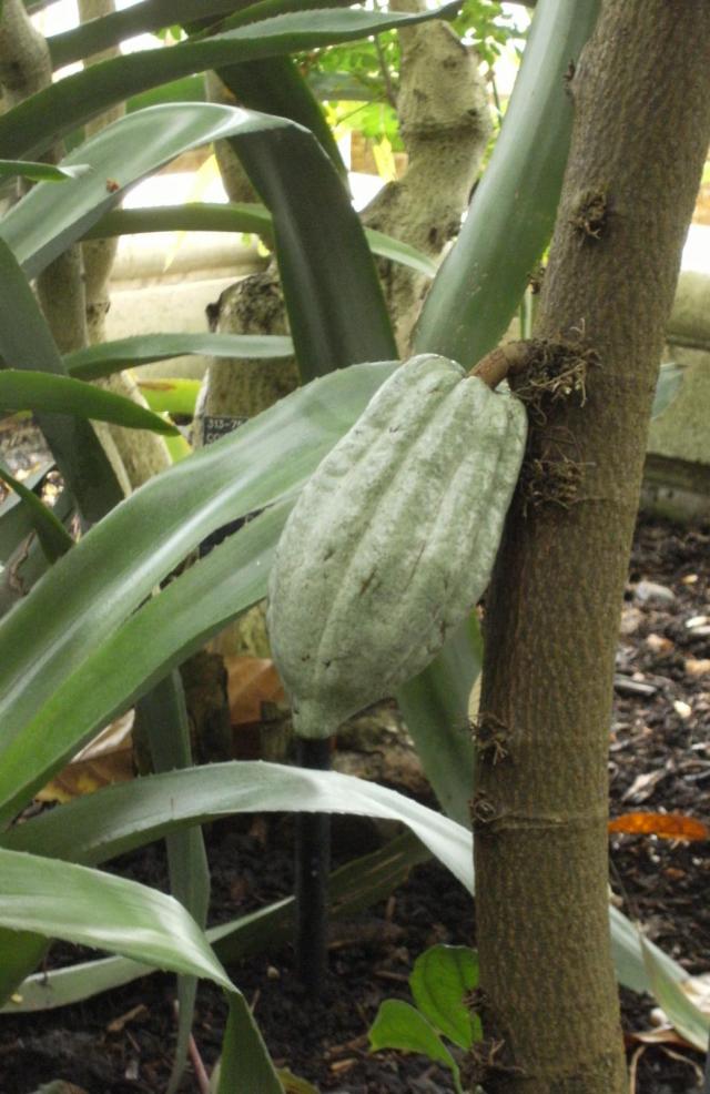 Cocoa (Theobroma cacao 'Amelonado'), trunk and pod, Kew Gardens, London