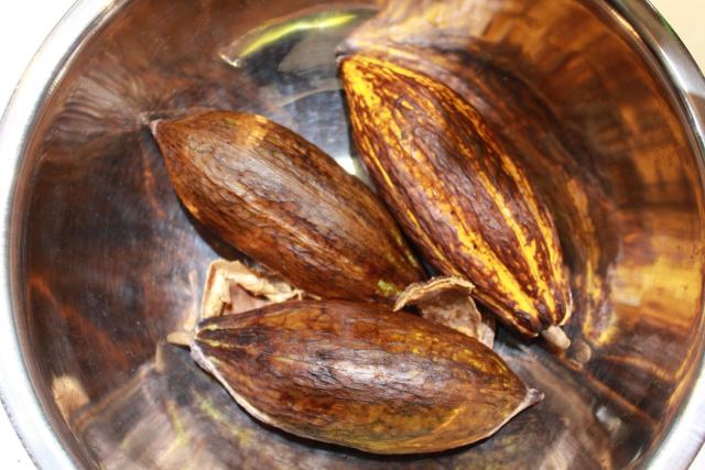 Cocoa pods