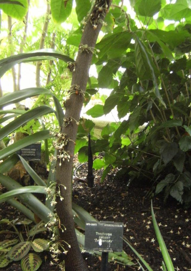 Cocoa (Theobroma cacao), trunk