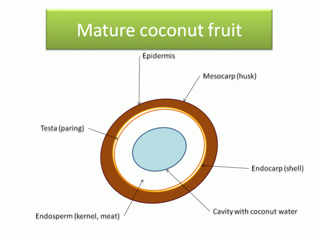 Coconut, mature fruit scheme