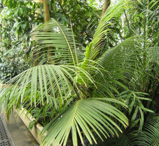 Coconut tree, Kew Gardens, London
