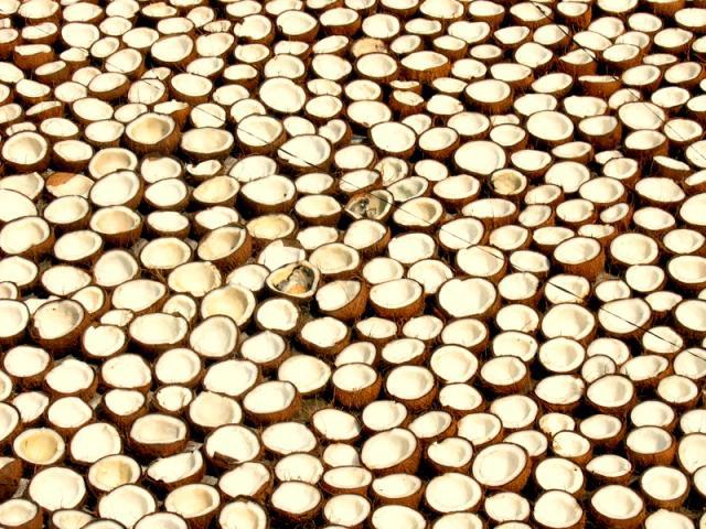 Coconuts (drying), Kerala, India