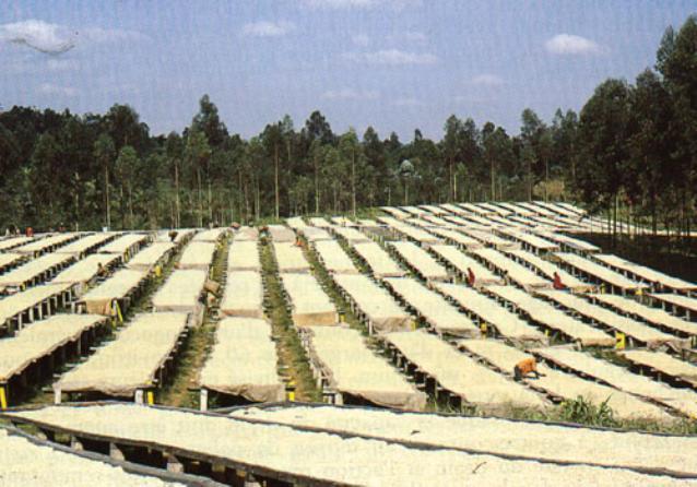 Sun drying of coffee beans