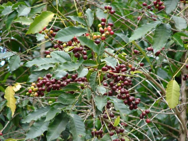 Coffee tree (Coffea arabica), fruit and leaves, Maui