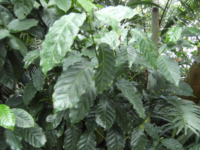Coffee (Coffea arabica), leaves